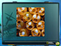 免费下载屏幕 Nat Geo Adventure: Ghost Fleet 3