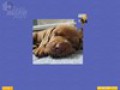 免费下载屏幕 Super Jigsaw Puppies 3