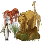 World Riddles: Animals